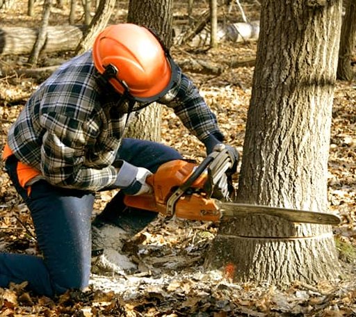 Tree Removal in Almo, ID